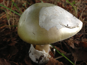 Death Cap